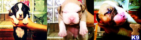 Dogs - French Bulldog